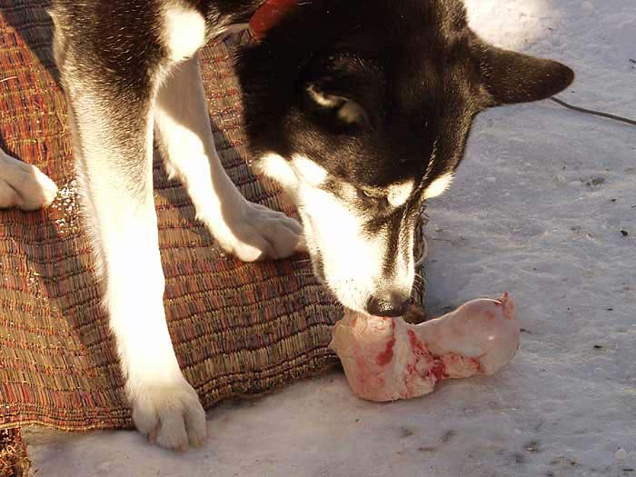 2003 schlittenhunde024.jpg